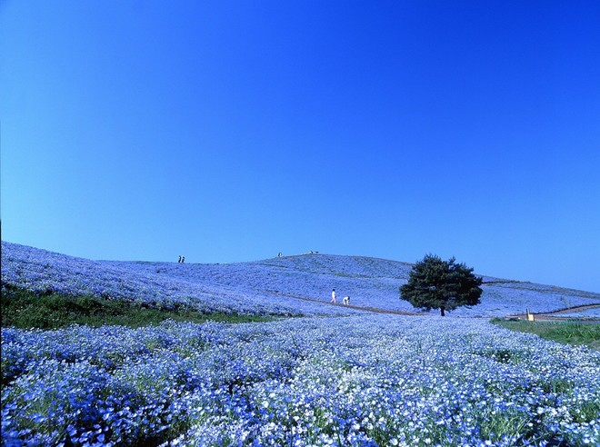 Công viên này đặc biệt nổi tiếng với hoa nemophilas - loài hoa năm cánh màu xanh trong suốt. Trong mùa xuân, hơn 4,5 triệu cây hoa nemophilas xanh sẽ đua nhau nở rộ trong công viên tạo nên cảnh đẹp \'độc nhất vô nhị\'.